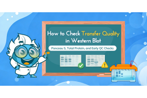 How to Check Transfer Quality in Western Blot