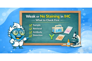 Weak or No Staining in IHC: What to Check First