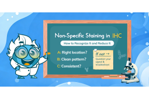 Non-Specific Staining in IHC: How to Recognize It and Reduce It