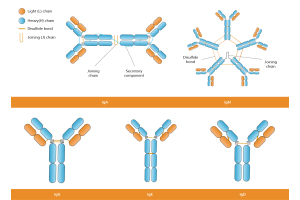Antibody Isotypes: IgG, IgA, IgM, IgE, IgD