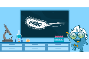 E. coli as a Model Organism