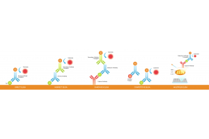 ELISA Types: Direct, Indirect, Sandwich, Competitive, Multiplex ELISA