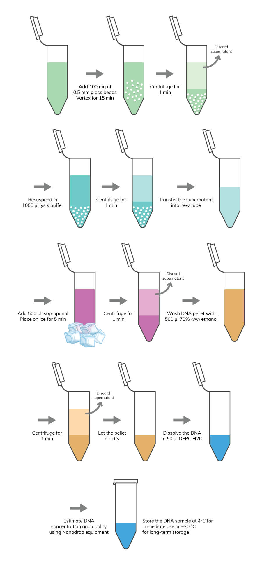 Dna Isolation Rna Extraction
