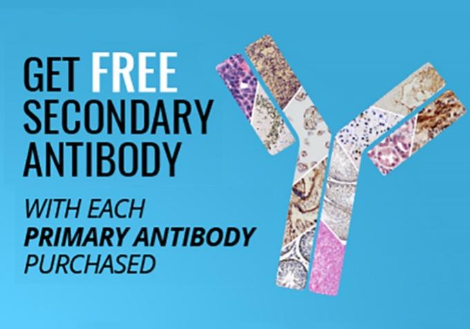 Free Secondary Antibody