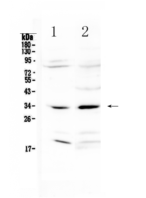 A00025 2 MyD88 primary antibodies WB testing 1