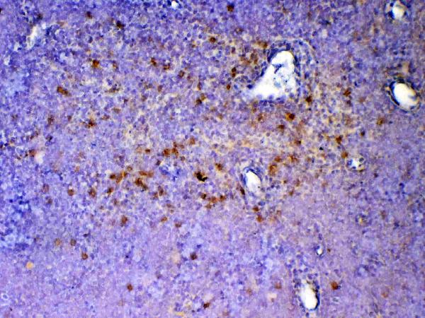 Figure 3. IHC analysis of ICOS using anti-ICOS antibody (A00291-2). ICOS was detected in paraffin-embedded section of mouse thymus tissue. Heat mediated antigen retrieval was performed in citrate buffer (pH6, epitope retrieval solution) for 20 mins. The tissue section was blocked with 10% goat serum. The tissue section was then incubated with 1microg/ml rabbit anti-ICOS Antibody (A00291-2) overnight at 4°C. Biotinylated goat anti-rabbit IgG was used as secondary antibody and incubated for 30 minutes at 37°C. The tissue section was developed using Strepavidin-Biotin-Complex (SABC)(Catalog # SA1022) with DAB as the chromogen.