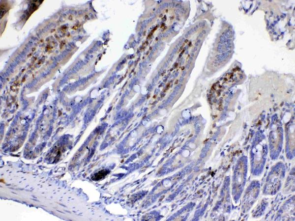 IHC analysis of Cdc20 using anti-Cdc20 antibody (A00382-1). Cdc20 was detected in paraffin-embedded section of mouse small intestine tissue. Heat mediated antigen retrieval was performed in citrate buffer (pH6, epitope retrieval solution) for 20 mins. The tissue section was blocked with 10% goat serum. The tissue section was then incubated with 1ug/ml rabbit anti-Cdc20 Antibody (A00382-1) overnight at 4 Biotinylated goat anti-rabbit IgG was used as secondary antibody and incubated for 30 minutes at 37 The tissue section was developed using Strepavidin-Biotin-Complex (SABC)(Catalog # SA1022) with DAB as the chromogen.