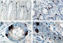 A00445 Immunostaining Analysis 1