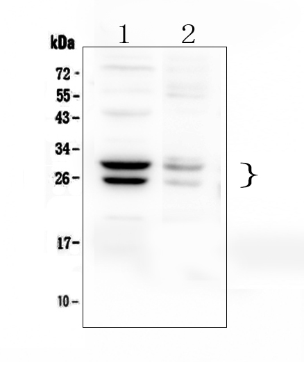 A00464 COMT primary antibodies WB testing 1