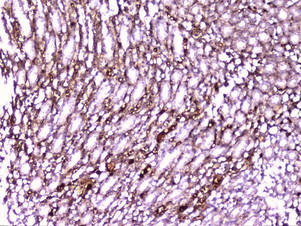  IHC analysis of PON1 using anti-PON1 antibody (A00516-3)