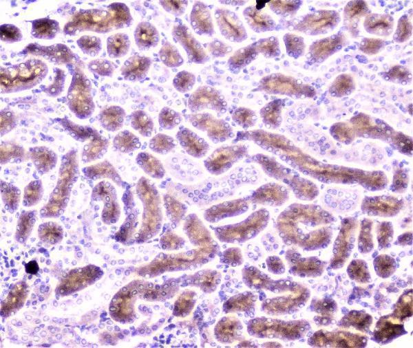  IHC analysis of PON1 using anti-PON1 antibody (A00516-3)