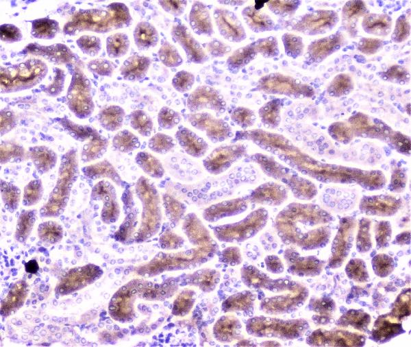 IHC analysis of PON1 using anti-PON1 antibody (A00516-3). PON1 was detected in paraffin-embedded section of mouse kidney tissue. Heat mediated antigen retrieval was performed in citrate buffer (pH6, epitope retrieval solution) for 20 mins. The tissue section was blocked with 10% goat serum. The tissue section was then incubated with 2μg/ml rabbit anti-PON1 Antibody (A00516-3) overnight at 4°C. Biotinylated goat anti-rabbit IgG was used as secondary antibody and incubated for 30 minutes at 37°C. The tissue section was developed using Strepavidin-Biotin-Complex (SABC)(Catalog # SA1022) with DAB as the chromogen.