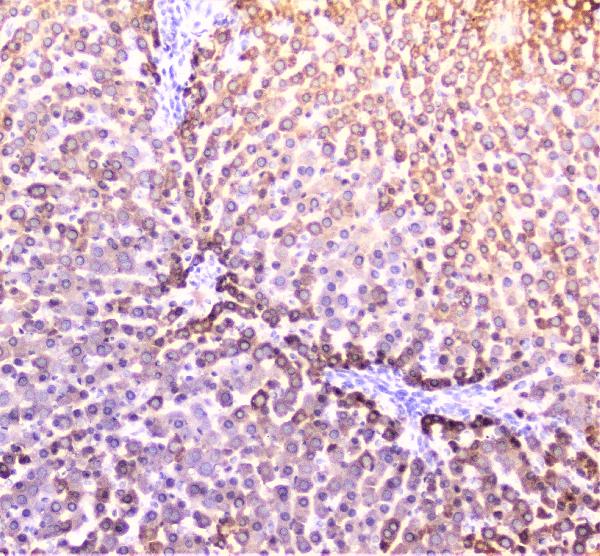 IHC analysis of PON1 using anti-PON1 antibody (A00516-3). PON1 was detected in paraffin-embedded section of rat liver tissue. Heat mediated antigen retrieval was performed in citrate buffer (pH6, epitope retrieval solution) for 20 mins. The tissue section was blocked with 10% goat serum. The tissue section was then incubated with 2μg/ml rabbit anti-PON1 Antibody (A00516-3) overnight at 4°C. Biotinylated goat anti-rabbit IgG was used as secondary antibody and incubated for 30 minutes at 37°C. The tissue section was developed using Strepavidin-Biotin-Complex (SABC)(Catalog # SA1022) with DAB as the chromogen.