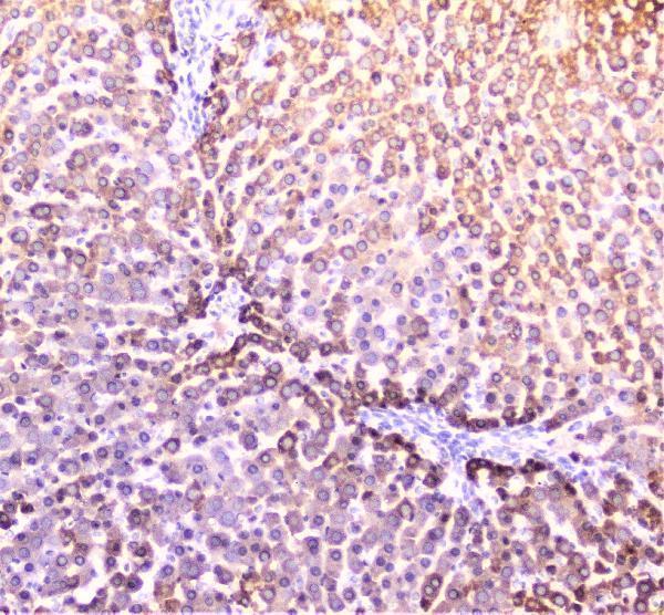 A00516 3 PON1 primary antibodies IHC testing 4