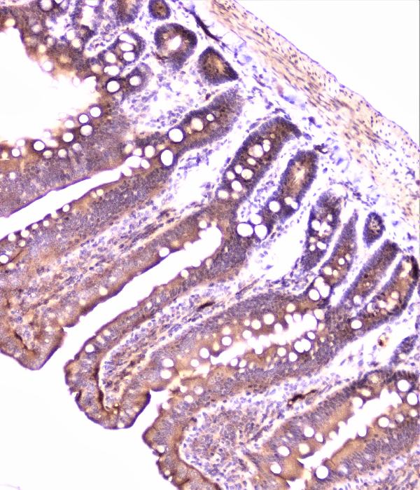 IHC analysis of PON1 using anti-PON1 antibody (A00516-3). PON1 was detected in paraffin-embedded section of rat small intestine tissue. Heat mediated antigen retrieval was performed in citrate buffer (pH6, epitope retrieval solution) for 20 mins. The tissue section was blocked with 10% goat serum. The tissue section was then incubated with 2μg/ml rabbit anti-PON1 Antibody (A00516-3) overnight at 4°C. Biotinylated goat anti-rabbit IgG was used as secondary antibody and incubated for 30 minutes at 37°C. The tissue section was developed using Strepavidin-Biotin-Complex (SABC)(Catalog # SA1022) with DAB as the chromogen.