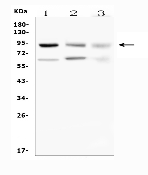 A00583 1 SUZ12 primary antibodies WB testing 1