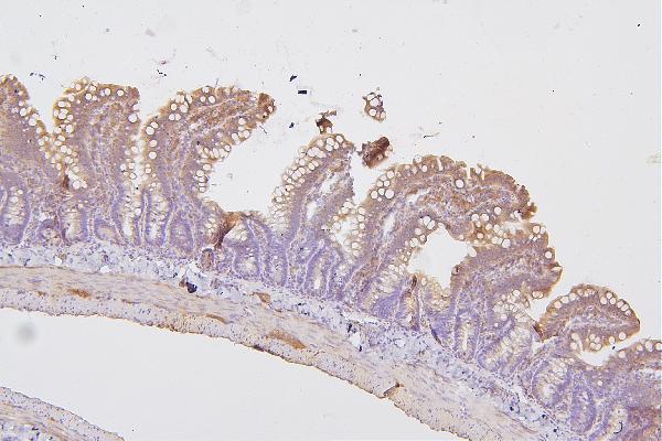 Figure 2. IHC analysis of PRKCD using anti-PRKCD antibody (A00822-1). PRKCD was detected in paraffin-embedded section of rat intestine tissues. Heat mediated antigen retrieval was performed in citrate buffer (pH6, epitope retrieval solution) for 20 mins. The tissue section was blocked with 10% goat serum. The tissue section was then incubated with 1microg/ml rabbit anti-PRKCD Antibody (A00822-1) overnight at 4°C. Biotinylated goat anti-rabbit IgG was used as secondary antibody and incubated for 30 minutes at 37°C. The tissue section was developed using Strepavidin-Biotin-Complex (SABC)(Catalog # SA1022) with DAB as the chromogen.