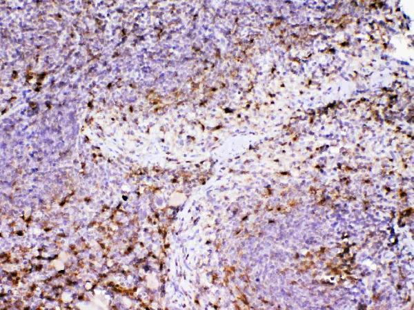 A00866 1 ADA primary antibodies IHC testing 3