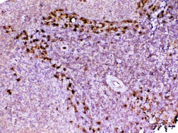 A00866 1 ADA primary antibodies IHC testing 6