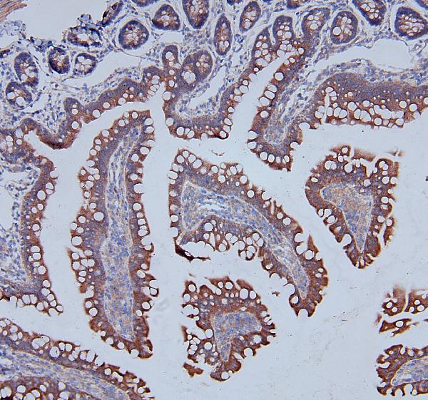Figure 4. IHC analysis of DDR1 using anti-DDR1 antibody (A00905). DDR1 was detected in paraffin-embedded section of rat intestine tissues. Heat mediated antigen retrieval was performed in citrate buffer (pH6, epitope retrieval solution) for 20 mins. The tissue section was blocked with 10% goat serum. The tissue section was then incubated with 1microg/ml rabbit anti-DDR1 Antibody (A00905) overnight at 4°C. Biotinylated goat anti-rabbit IgG was used as secondary antibody and incubated for 30 minutes at 37°C. The tissue section was developed using Strepavidin-Biotin-Complex (SABC)(Catalog # SA1022) with DAB as the chromogen.