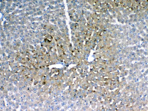IHC analysis of IGFBP1 using anti-IGFBP1 antibody (A00922-1). IGFBP1 was detected in paraffin-embedded section of rat liver tissue. Heat mediated antigen retrieval was performed in citrate buffer (pH6, epitope retrieval solution) for 20 mins. The tissue section was blocked with 10% goat serum. The tissue section was then incubated with 1ug/ml rabbit anti-IGFBP1 Antibody (A00922-1) overnight at 4 Biotinylated goat anti-rabbit IgG was used as secondary antibody and incubated for 30 minutes at 37 The tissue section was developed using Strepavidin-Biotin-Complex (SABC)(Catalog # SA1022) with DAB as the chromogen.