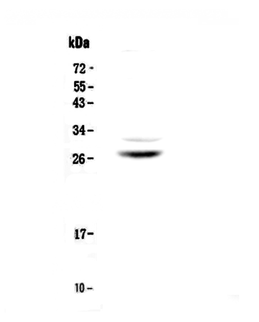 Figure 1. Western blot analysis of Myelin Protein Zero using anti-Myelin Protein Zero antibody (A00997-1). Electrophoresis was performed on a 5-20% SDS-PAGE gel at 70V (Stacking gel) / 90V (Resolving gel) for 2-3 hours. The sample well of each lane was loaded with 50ug of sample under reducing conditions. Lane 1: human U-87MG whole cell lysates. After Electrophoresis, proteins were transferred to a Nitrocellulose membrane at 150mA for 50-90 minutes. Blocked the membrane with 5% Non-fat Milk/ TBS for 1.5 hour at RT. The membrane was incubated with rabbit anti-Myelin Protein Zero antigen affinity purified polyclonal antibody (Catalog # A00997-1) at 0.5 microg/mL overnight at 4°C, then washed with TBS-0.1%Tween 3 times with 5 minutes each and probed with a goat anti-rabbit IgG-HRP secondary antibody at a dilution of 1:10000 for 1.5 hour at RT. The signal is developed using an Enhanced Chemiluminescent detection (ECL) kit (Catalog # EK1002) with Tanon 5200 system. A specific band was detected for Myelin Protein Zero at approximately 28KD. The expected band size for Myelin Protein Zero is at 28KD.