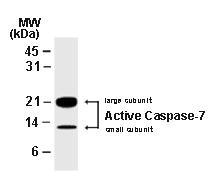 Western blot analysis of Caspase-7