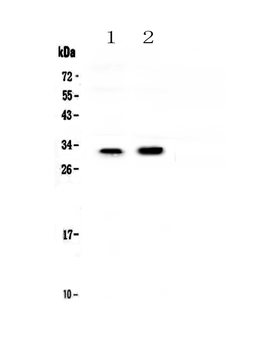 Western blot validation image for GJB1 using A01050; observed band 32 kDa