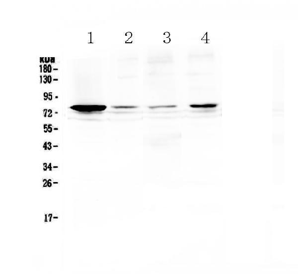  Western blot analysis of RANK using anti-RANK antibody (A01064-2)