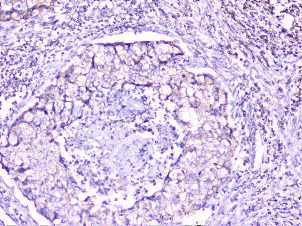 A01253 1 cortactin primary antibodies IHC testing 9