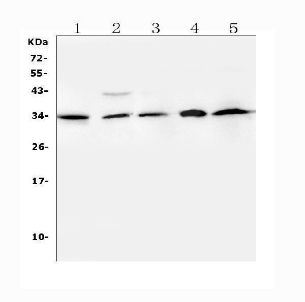 A01257 TNFSF13B primary antibodies WB testing 3