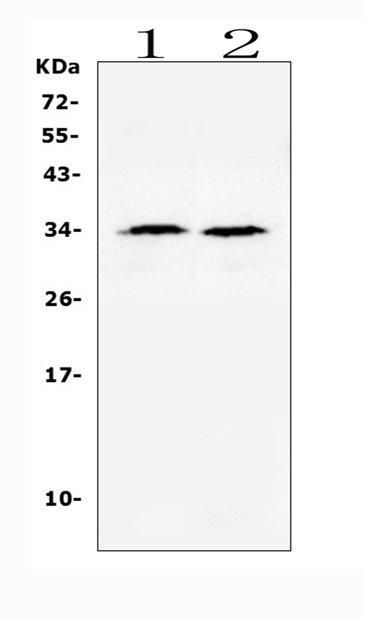 A01257 TNFSF13B primary antibodies WB testing 4