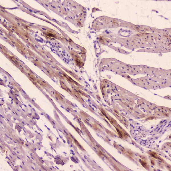 A01318 ANP primary antibodies IHC testing 2_1