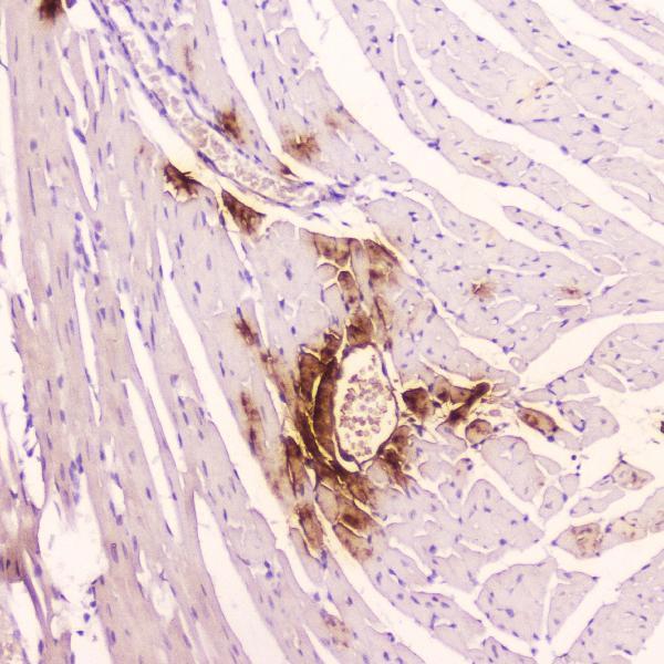 A01318 ANP primary antibodies IHC testing 3_1
