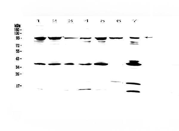 A01453 FES primary antibodies WB testing 1