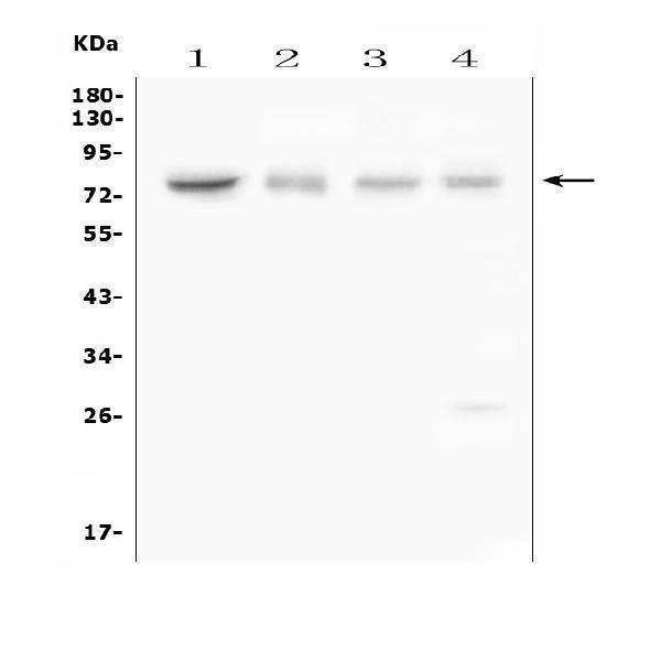 A01482 2 ABCG8 primary antibodies WB testing 1_1