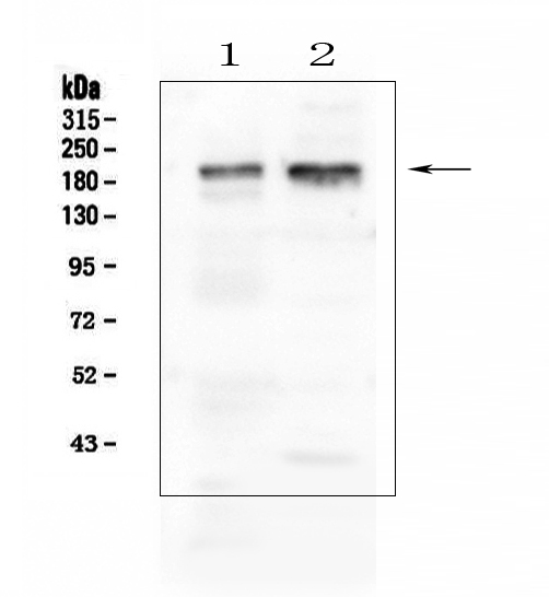 Western blot analysis of IQGAP1 using anti-IQGAP1 antibody (A01603). Electrophoresis was performed on a 5-20% SDS-PAGE gel at 70V (Stacking gel) / 90V (Resolving gel) for 2-3 hours. The sample well of each lane was loaded with 50ug of sample under reducing conditions. Lane 1: human placenta tissue lysates, Lane 2: human U-87MG whole cell lysates. After Electrophoresis, proteins were transferred to a Nitrocellulose membrane at 150mA for 50-90 minutes. Blocked the membrane with 5% Non-fat Milk/ TBS for 1.5 hour at RT. The membrane was incubated with rabbit anti-IQGAP1 antigen affinity purified polyclonal antibody (Catalog # A01603) at 0.5 μg/mL overnight at 4°C, then washed with TBS-0.1%Tween 3 times with 5 minutes each and probed with a goat anti-rabbit IgG-HRP secondary antibody at a dilution of 1:10000 for 1.5 hour at RT. The signal is developed using an Enhanced Chemiluminescent detection (ECL) kit (Catalog # EK1002) with Tanon 5200 system. A specific band was detected for IQGAP1 at approximately 189KD. The expected band size for IQGAP1 is at 189KD.
