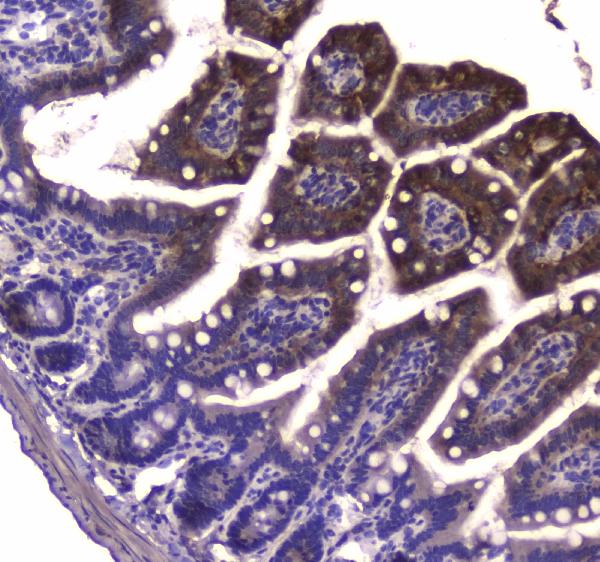 Figure 3. IHC analysis of GDA using anti-GDA antibody (A01619-1). GDA was detected in paraffin-embedded section of mouse small intestine tissue. Heat mediated antigen retrieval was performed in citrate buffer (pH6, epitope retrieval solution) for 20 mins. The tissue section was blocked with 10% goat serum. The tissue section was then incubated with 1microg/ml rabbit anti-GDA Antibody (A01619-1) overnight at 4°C. Biotinylated goat anti-rabbit IgG was used as secondary antibody and incubated for 30 minutes at 37°C. The tissue section was developed using Strepavidin-Biotin-Complex (SABC)(Catalog # SA1022) with DAB as the chromogen.