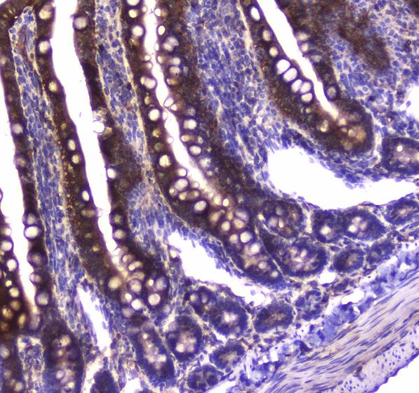 Figure 4. IHC analysis of GDA using anti-GDA antibody (A01619-1). GDA was detected in paraffin-embedded section of rat small intestine tissue. Heat mediated antigen retrieval was performed in citrate buffer (pH6, epitope retrieval solution) for 20 mins. The tissue section was blocked with 10% goat serum. The tissue section was then incubated with 1microg/ml rabbit anti-GDA Antibody (A01619-1) overnight at 4°C. Biotinylated goat anti-rabbit IgG was used as secondary antibody and incubated for 30 minutes at 37°C. The tissue section was developed using Strepavidin-Biotin-Complex (SABC)(Catalog # SA1022) with DAB as the chromogen.