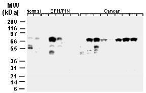 A01700 Western Blotting Analysis 1