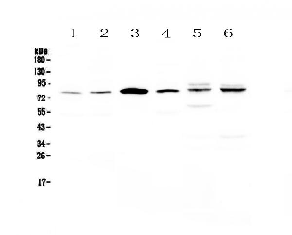 Western blot analysis of CEP68 using anti-CEP68 antibody (A01704-1).