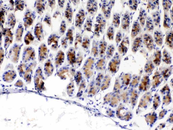 IHC analysis of TFF3 using anti-TFF3 antibody (A01738-2). TFF3 was detected in paraffin-embedded section of mouse gaster tissue. Heat mediated antigen retrieval was performed in citrate buffer (pH6, epitope retrieval solution) for 20 mins. The tissue section was blocked with 10% goat serum. The tissue section was then incubated with 1ug/ml rabbit anti-TFF3 Antibody (A01738-2) overnight at 4°C. Biotinylated goat anti-rabbit IgG was used as secondary antibody and incubated for 30 minutes at 37°C. The tissue section was developed using Strepavidin-Biotin-Complex (SABC)(Catalog # SA1022) with DAB as the chromogen.