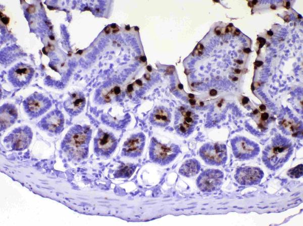 IHC analysis of TFF3 using anti-TFF3 antibody (A01738-2). TFF3 was detected in paraffin-embedded section of mouse small intestine tissue. Heat mediated antigen retrieval was performed in citrate buffer (pH6, epitope retrieval solution) for 20 mins. The tissue section was blocked with 10% goat serum. The tissue section was then incubated with 1ug/ml rabbit anti-TFF3 Antibody (A01738-2) overnight at 4°C. Biotinylated goat anti-rabbit IgG was used as secondary antibody and incubated for 30 minutes at 37°C. The tissue section was developed using Strepavidin-Biotin-Complex (SABC)(Catalog # SA1022) with DAB as the chromogen.