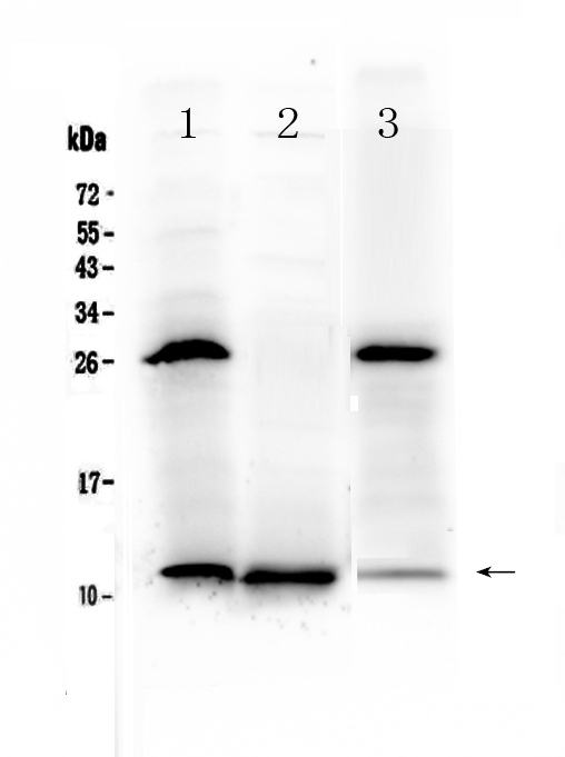 A01738 2 TFF3 primary antibodies WB testing 1