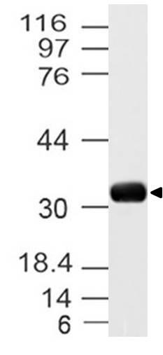 A01769 Western Blotting Analysis 1