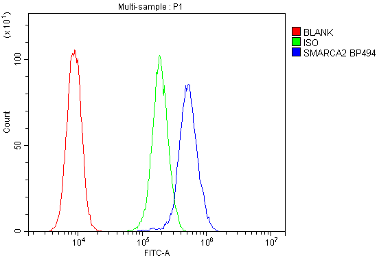 Figure 2. Flow Cytometry analysis of THP-1 cells using anti-SMARCA2 antibody (A01888-2). Overlay histogram showing THP-1 cells stained with A01888-2 (Blue line). To facilitate intracellular staining, cells were fixed with 4% paraformaldehyde and permeabilized with permeabilization buffer. The cells were blocked with 10% normal goat serum. And then incubated with rabbit anti-SMARCA2 Antibody (A01888-2,1microg/1x106 cells) for 30 min at 20°C. DyLight®488 conjugated goat anti-rabbit IgG (BA1127, 5-10microg/1x106 cells) was used as secondary antibody for 30 minutes at 20°C. Isotype control antibody (Green line) was rabbit IgG (1microg/1x106) used under the same conditions. Unlabelled sample without incubation with primary antibody and secondary antibody (Red line) was used as a blank control.