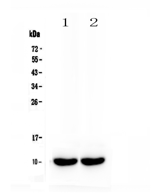 Figure 1. Western blot analysis of Uteroglobin using anti-Uteroglobin antibody (A02201-1). Electrophoresis was performed on a 5-20% SDS-PAGE gel at 70V (Stacking gel) / 90V (Resolving gel) for 2-3 hours. The sample well of each lane was loaded with 50ug of sample under reducing conditions. Lane 1: mouse lung tissue lysate, Lane 2: mouse lung tissue lysate. After Electrophoresis, proteins were transferred to a Nitrocellulose membrane at 150mA for 50-90 minutes. Blocked the membrane with 5% Non-fat Milk/ TBS for 1.5 hour at RT. The membrane was incubated with rabbit anti-Uteroglobin antigen affinity purified polyclonal antibody (Catalog # A02201-1) at 0.5 microg/mL overnight at 4°C, then washed with TBS-0.1%Tween 3 times with 5 minutes each and probed with a goat anti-rabbit IgG-HRP secondary antibody at a dilution of 1:10000 for 1.5 hour at RT. The signal is developed using an Enhanced Chemiluminescent detection (ECL) kit (Catalog # EK1002) with Tanon 5200 system. A specific band was detected for Uteroglobin at approximately 10KD. The expected band size for Uteroglobin is at 10KD.