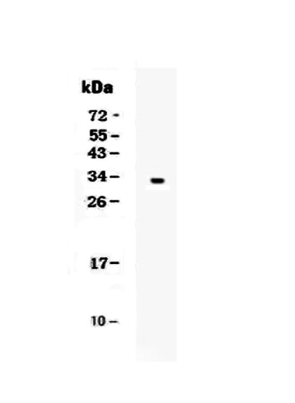 Figure 1. Western blot analysis of Kallikrein 1 using anti-Kallikrein 1 antibody (A02789). Electrophoresis was performed on a 5-20% SDS-PAGE gel at 70V (Stacking gel) / 90V (Resolving gel) for 2-3 hours. Lane 1: recombinant human KLK1 protein 1ng. After Electrophoresis, proteins were transferred to a Nitrocellulose membrane at 150mA for 50-90 minutes. Blocked the membrane with 5% Non-fat Milk/ TBS for 1.5 hour at RT. The membrane was incubated with rabbit anti-Kallikrein 1 antigen affinity purified polyclonal antibody (Catalog # A02789) at 0.5 microg/mL overnight at 4°C, then washed with TBS-0.1%Tween 3 times with 5 minutes each and probed with a goat anti-rabbit IgG-HRP secondary antibody at a dilution of 1:10000 for 1.5 hour at RT. The signal is developed using an Enhanced Chemiluminescent detection (ECL) kit (Catalog # EK1002) with Tanon 5200 system. A specific band was detected for Kallikrein 1 at approximately 32KD. The expected band size for Kallikrein 1 is at 29KD.