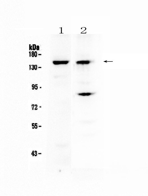 Western blot analysis of FBXL11 using anti-FBXL11 antibody (A03027-1).
