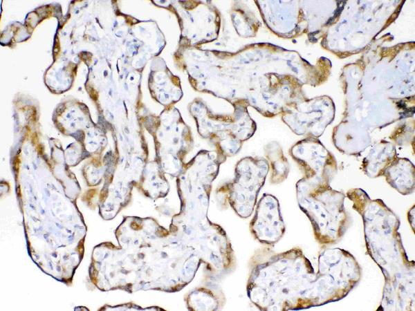 Figure 2. IHC analysis of Cyclophilin B using anti-Cyclophilin B antibody (A03229). Cyclophilin B was detected in paraffin-embedded section of human placenta tissue. Heat mediated antigen retrieval was performed in citrate buffer (pH6, epitope retrieval solution) for 20 mins. The tissue section was blocked with 10% goat serum. The tissue section was then incubated with 1ug/ml rabbit anti-Cyclophilin B Antibody (A03229) overnight at 4 Biotinylated goat anti-rabbit IgG was used as secondary antibody and incubated for 30 minutes at 37 The tissue section was developed using Strepavidin-Biotin-Complex (SABC)(Catalog # SA1022) with DAB as the chromogen.